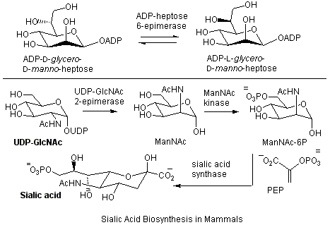 Sialic Acid Biosynthesis in Mammels