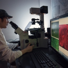 Inverted Fluorescence Microscope